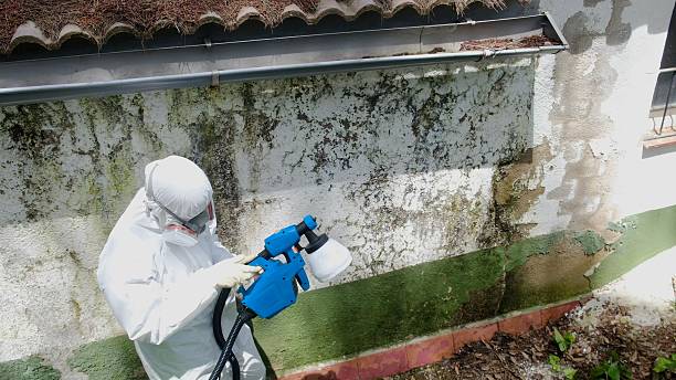 Top rated local Black Mold Remediation specialists in Elizabeth, PA